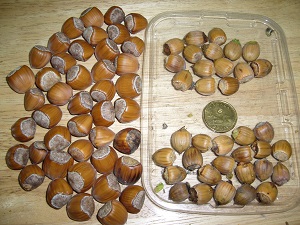 Noisetier x  J.R-1 vs Noisetier  long bec slectionn